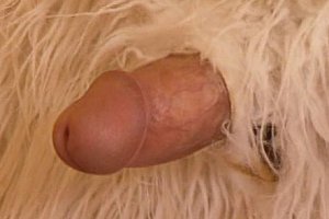 chinese老熟女相奸